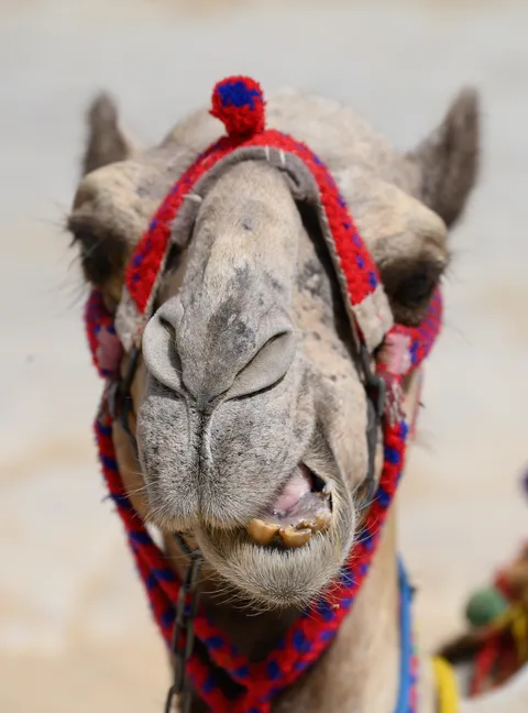 Camel