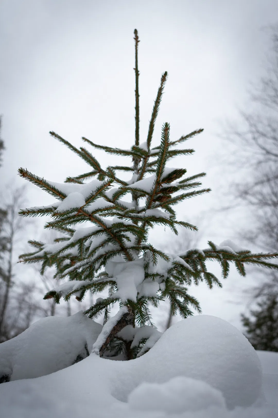 Tree.
